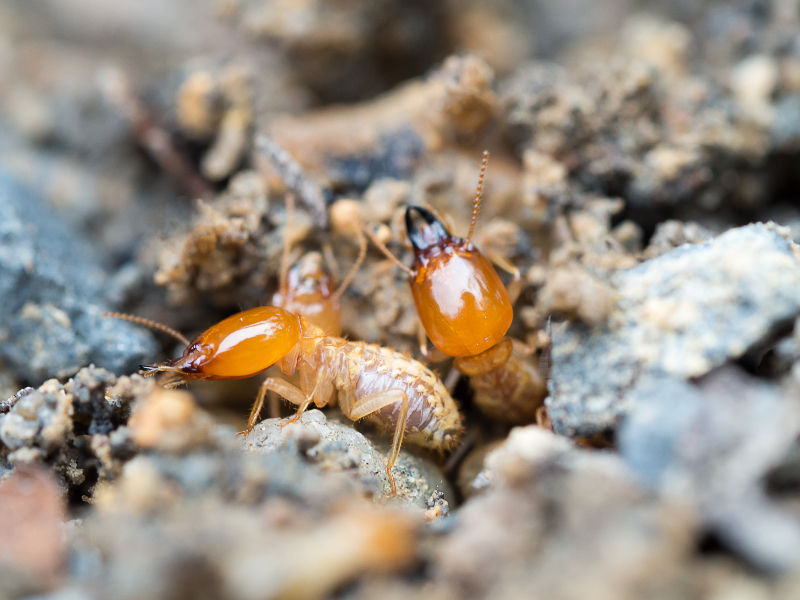 Buying a Home in New Jersey? Be Sure to Get it Inspected for Termites