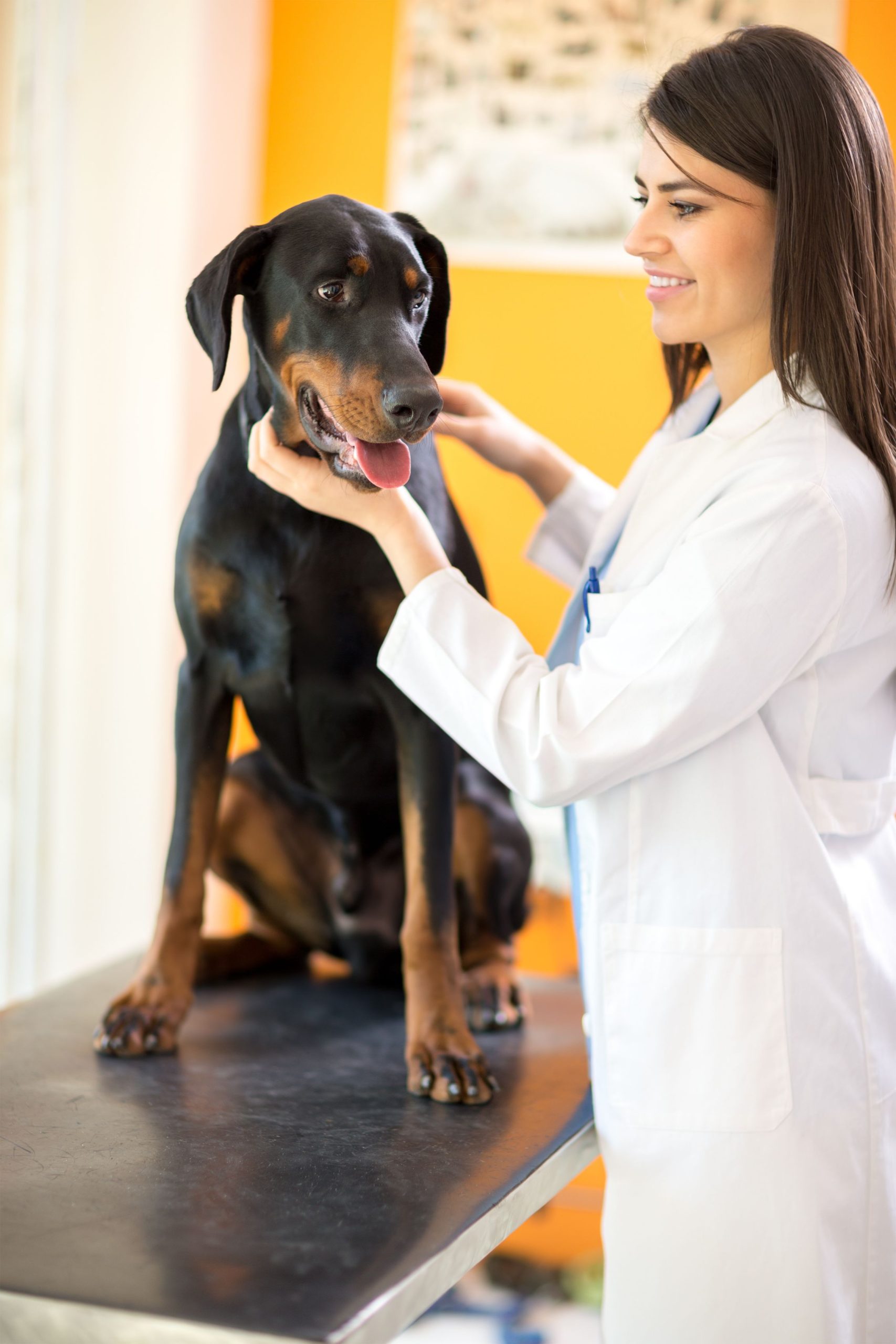 Take Care of Your Beloved Pet with the Animal Medical Center in Riverside CA