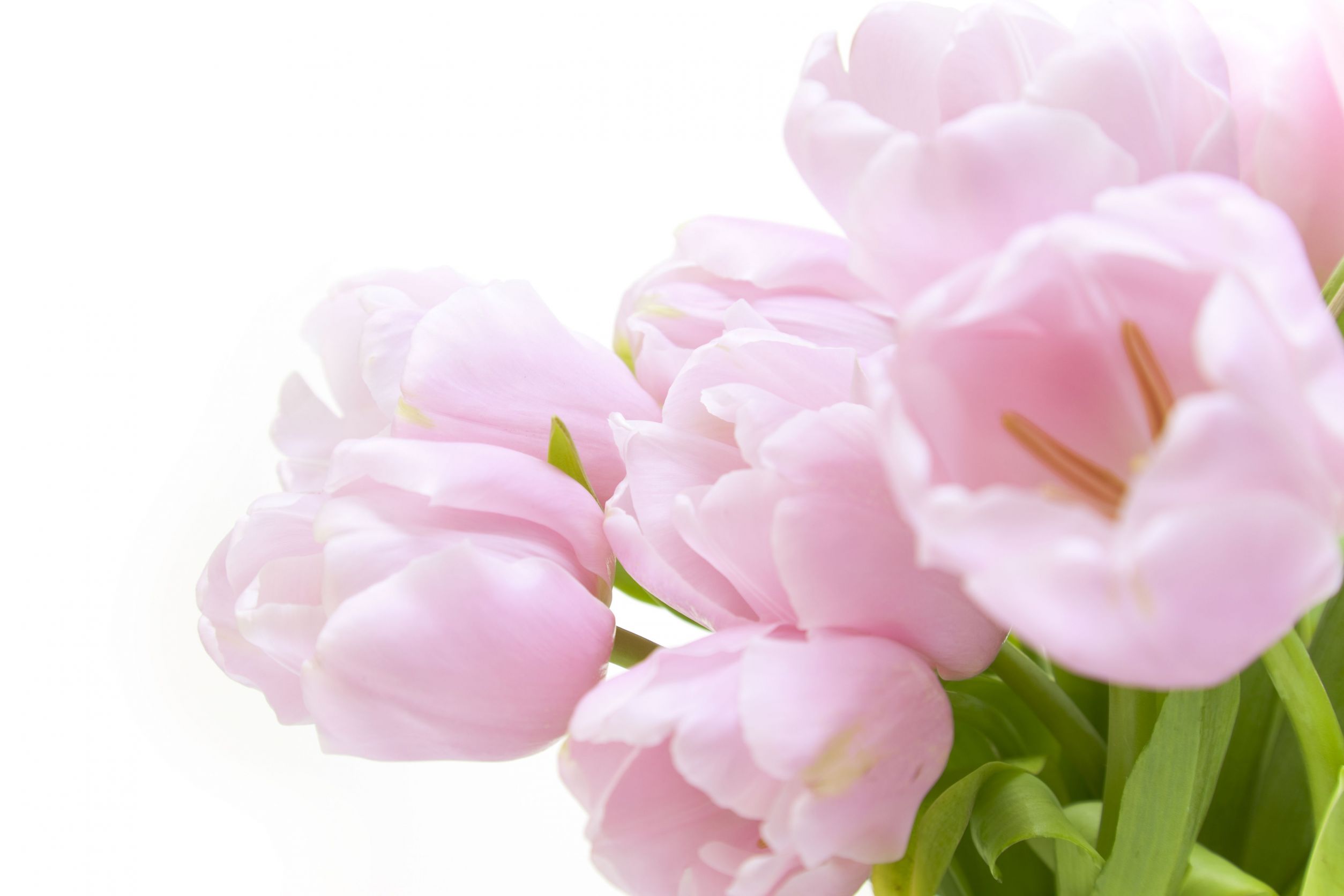 Finding a Florist for an Arrangement with a Beautiful Spring Flower in Estero, FL is Both Easy and Affordable