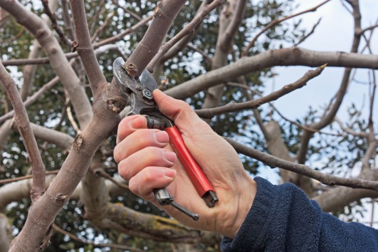 Landscape Home Improvement: Tree Pruning In Orange Park FL