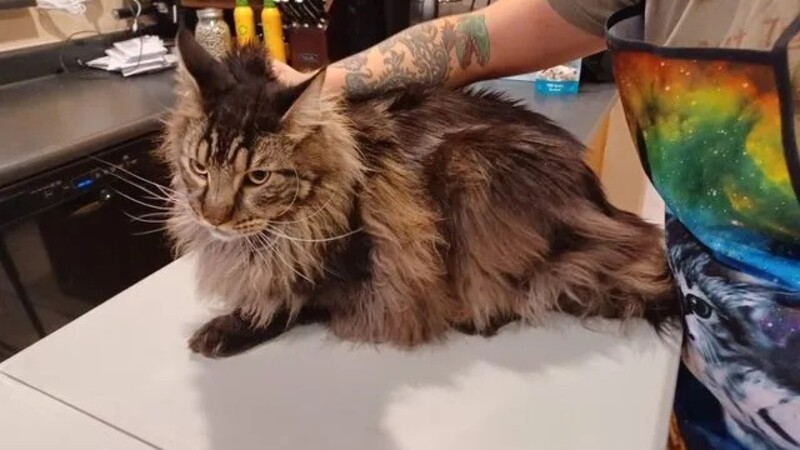 You Can Count On The Best Dog Poop Services Near Safford, AZ