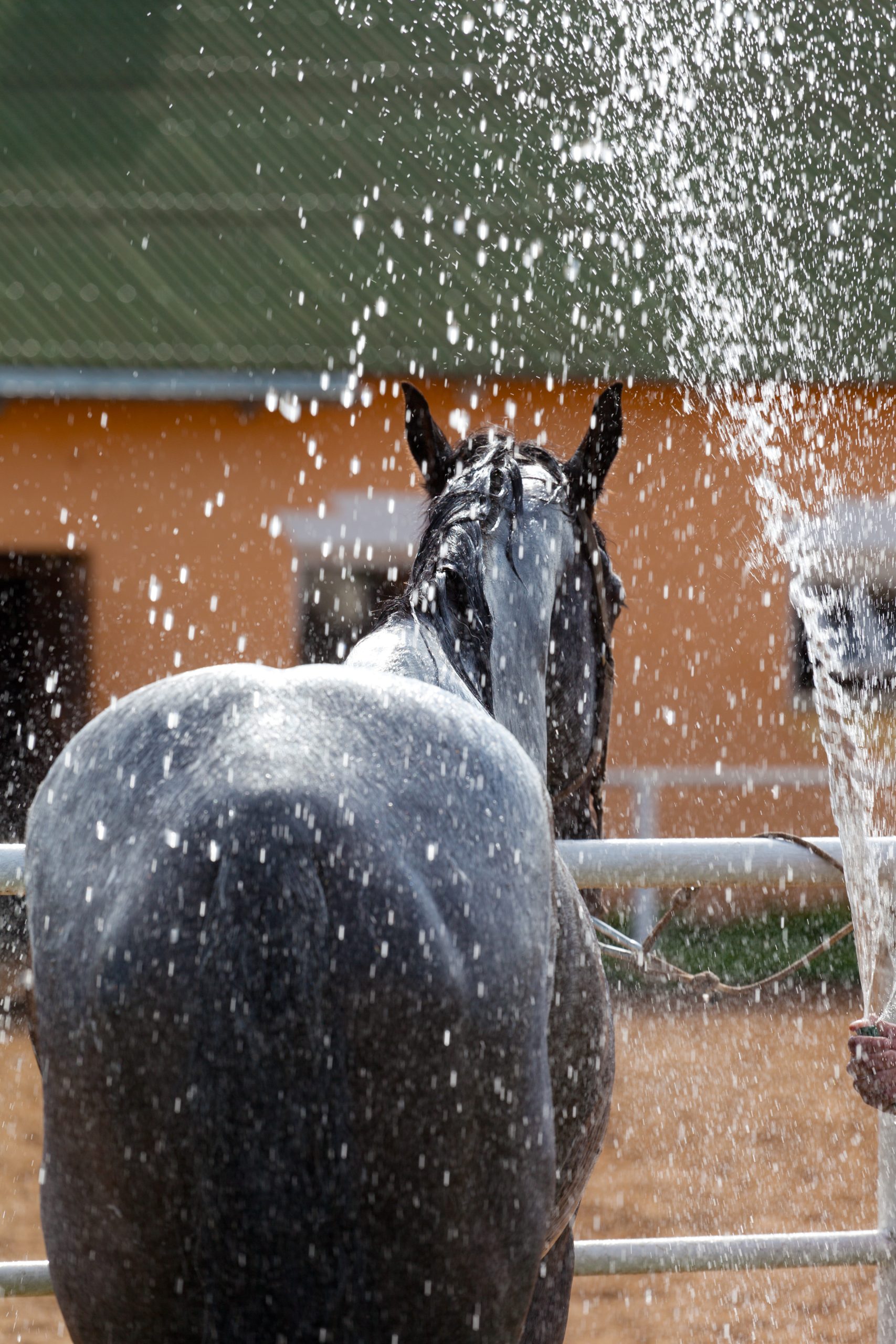 Revolutionize Horse Care with a Bathing System for Horses