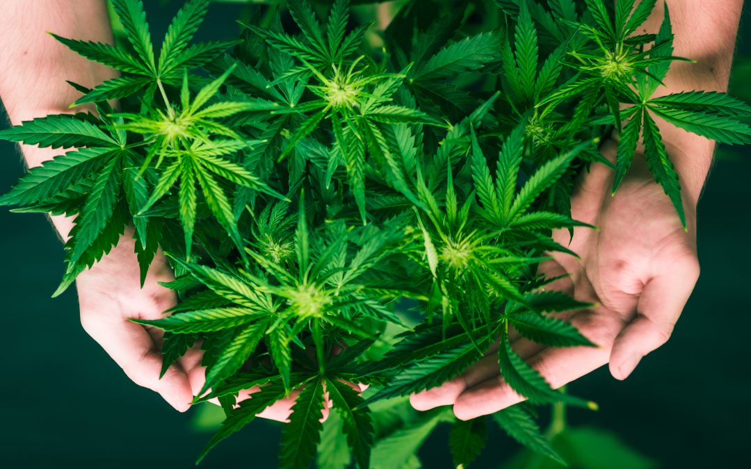 Top Reasons to Use a Marijuana Edible Delivery Service in Sacramento, CA