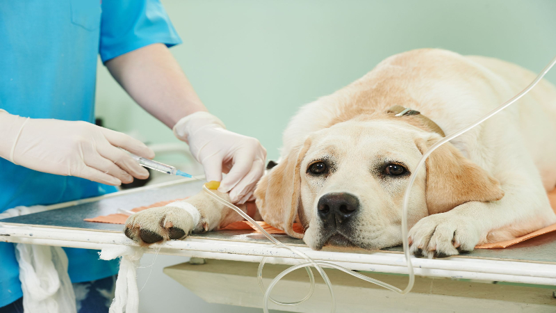 Reasons You Should Take Your Pet to a Sarasota Veterinarian’s Office