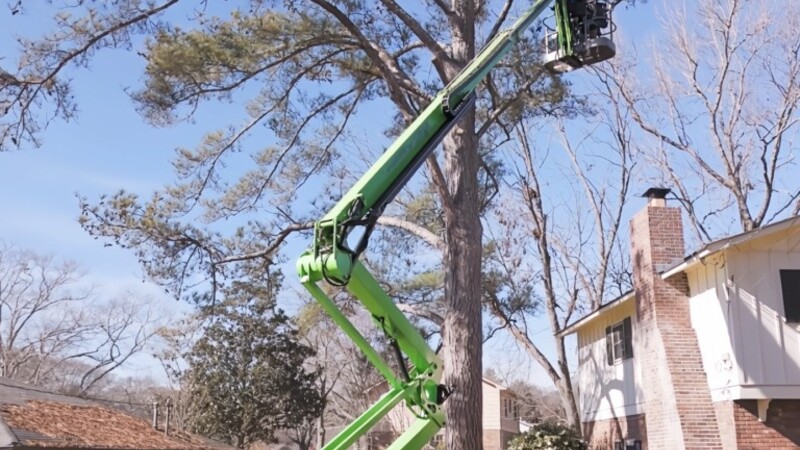 Understanding the Tree-Trimming Service Cost in Griffin, GA