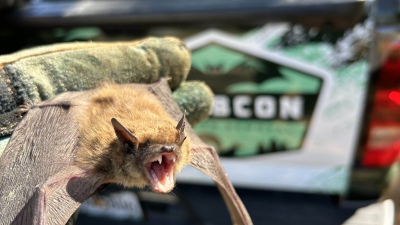 For Effective Bat Removal in Fayetteville, GA, Specialized Services are Needed