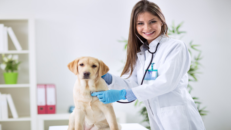 Signs Your Pet May Need to Be Taken To the Animal Clinic In Los Angeles