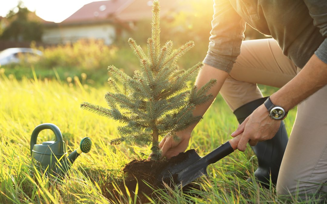 Achieve a Perfect Yard with Lawn Care Maintenance Services in Haymarket, VA