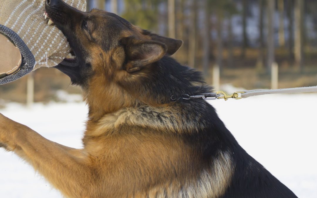 Achieve Results with Dog Training South Bend In Techniques