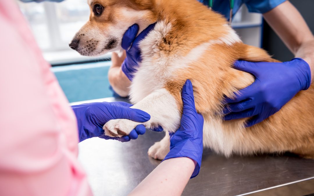 Find Trusted Veterinary Clinics in Monmouth County, NJ for Your Pet’s Health