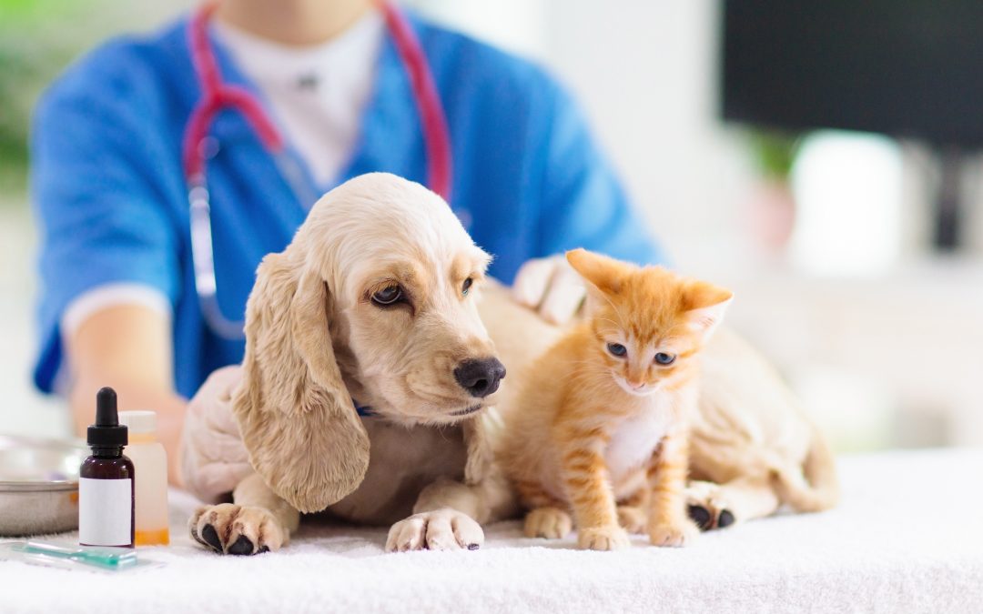 Signs Your Pet Needs a Local Veterinarian, Brookfield, WI Pet Owners Should Know