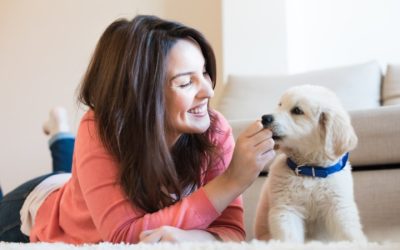 Keep Your Pet Safe and Happy by Choosing Reliable Dog Boarding In Denver Options