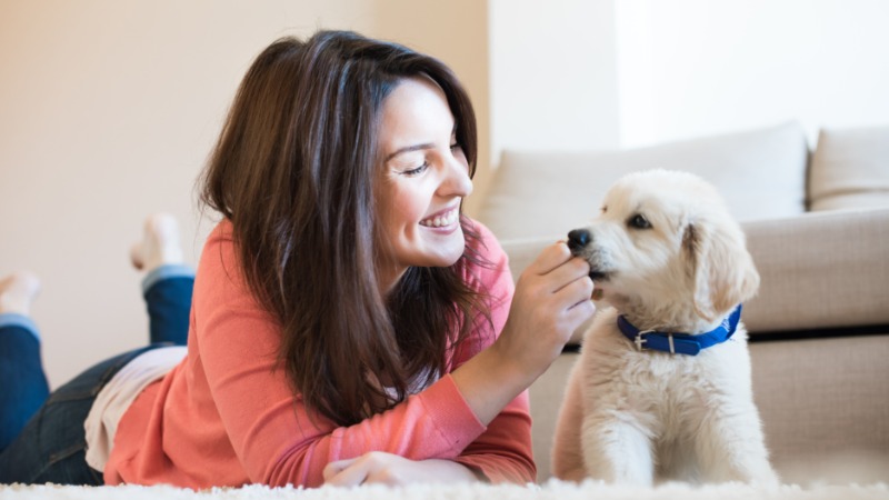 Keep Your Pet Safe and Happy by Choosing Reliable Dog Boarding In Denver Options
