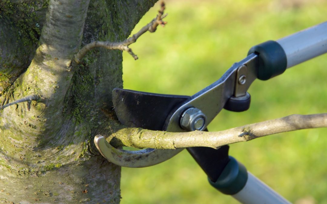 Residential Tree Care Services for Healthier Yards and Safer Homes