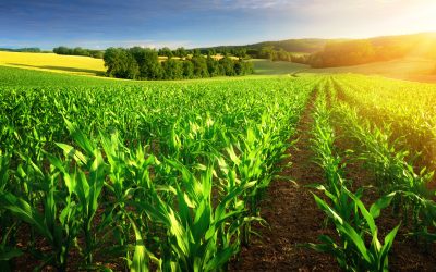 Create a Drought-Tolerant Lawn in the USA by Planting Barenbrug Grass Seed