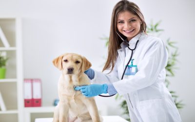 Keep Your Pets Healthy and Happy with Help from Animal Clinic Los Angeles