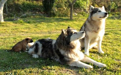 Meet Peace Of Mind With Dog Boarding In NYC Services For Stressfree Pet Care