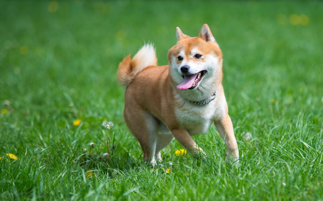 Why American Families Choose the Best Family Protection Dogs for Safety and Peace