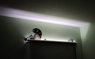 Enhance Bedroom Comfort and Improve Sleep Quality with Blackout Window Blinds Solutions