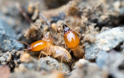 Prevent Costly Damage at Home with Effective Termite Control NJ Residents Trust