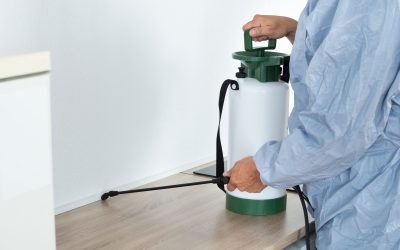 Choosing the Right Exterminator in Morris County, NJ for Effective Pest Management