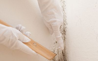 Hire a Professional Mold Remediation in Downers Grove IL