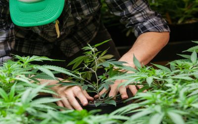 Enjoy Seamless Service and Expanded Options with Local Cannabis Delivery Ware MA