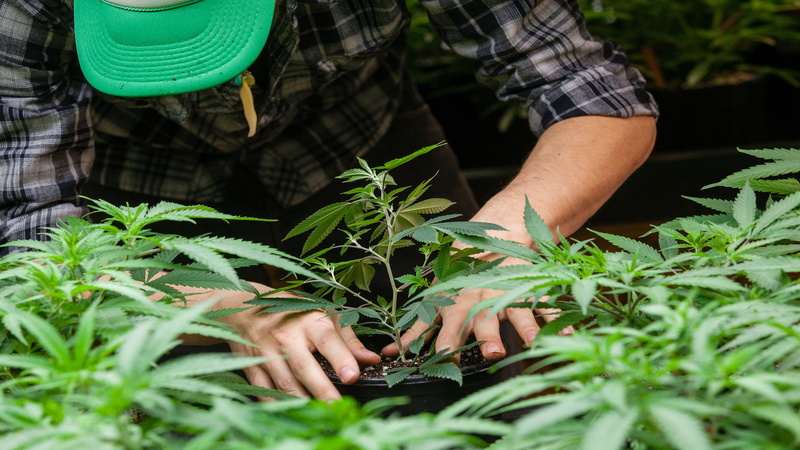 Enjoy Seamless Service and Expanded Options with Local Cannabis Delivery Ware MA