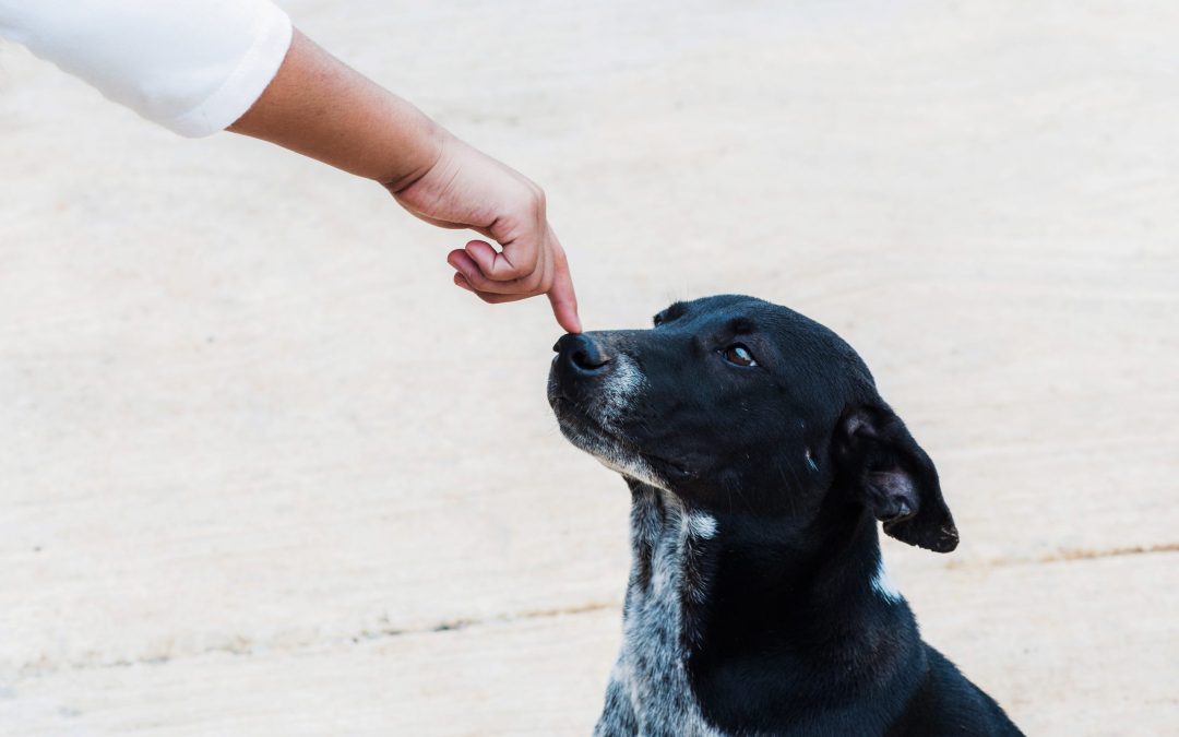 Keep Your Pet Calm and Safe With Dog Nail Trimming in Lewisville, TX Vets Trust