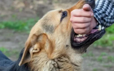 What Evidence Matters When No One Witnessed a Dog Bite?