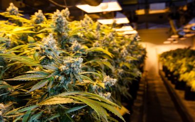 Safe and Informed Purchasing at a Cannabis Shop Charlottesville Medical Patients Rely On